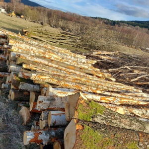 Birkenrundholz – Halbe Großladung 22,5 m³ (22,5 RM), Produktansicht 1