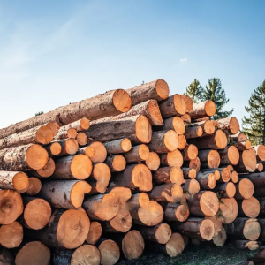 Rundholz Nadelholz – Großladung, Produktansicht 1